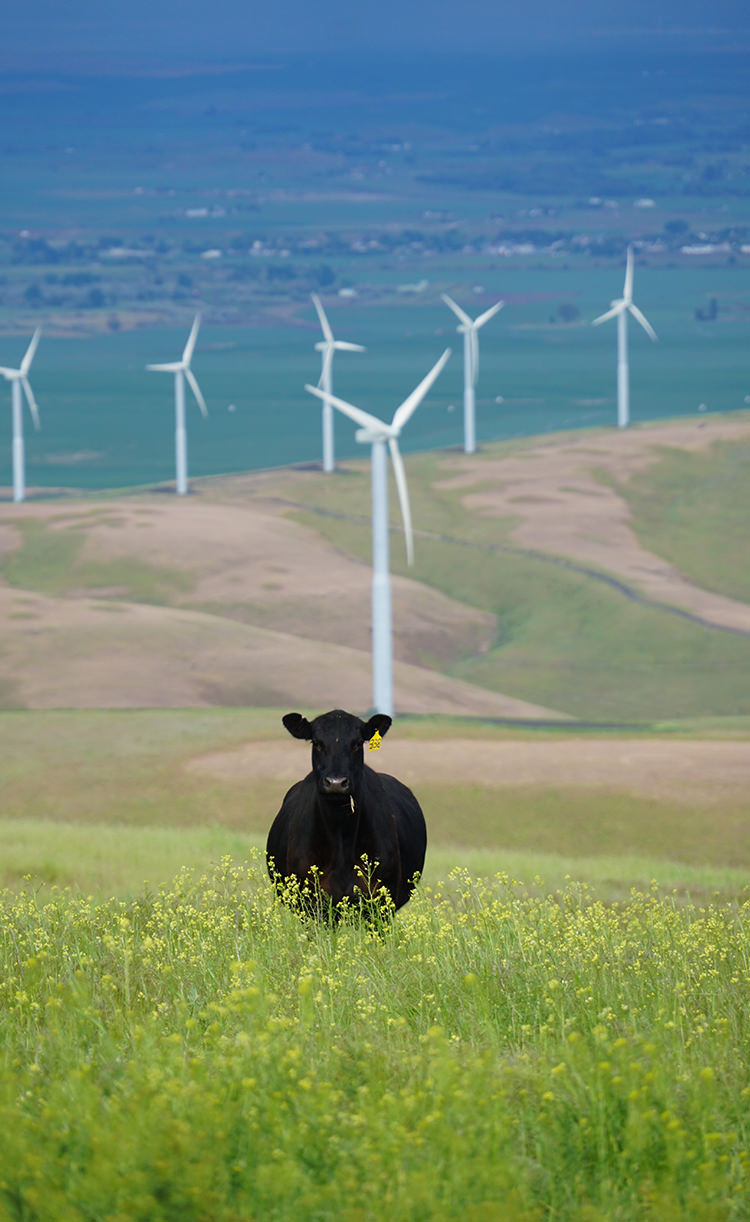 waverley-wind-farm-project-image